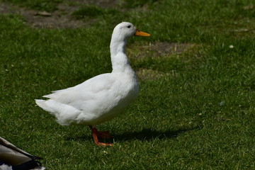 Naklejka na ściany i meble White duck on the grass
