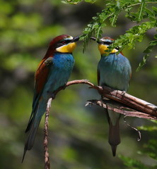 European bee-eater on branch, Merops apiaster