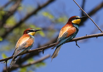 European bee-eater on branch, Merops apiaster