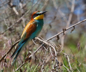 European bee-eater on branch, Merops apiaster