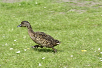 Duck on the run