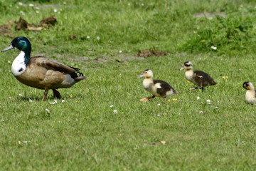 duck and ducklings on the grass