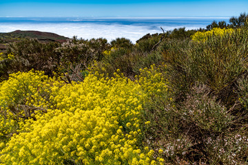 Frühlingsblüte auf der Kanaren-Insel Teneriffa