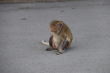 Singe d'une rue de Phnom Penh, Cambodge