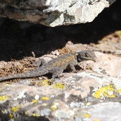 lizard on the rock