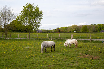Fototapeta premium Minipony auf der Weide.