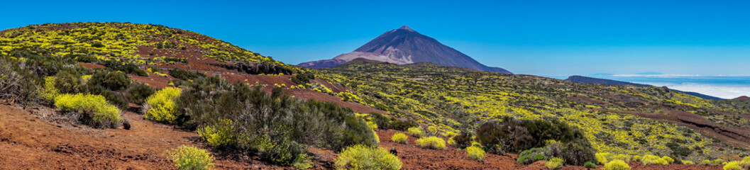 Der Vulkan Teide umgeben von blühenden Sträuchern im Frühling - Panorama