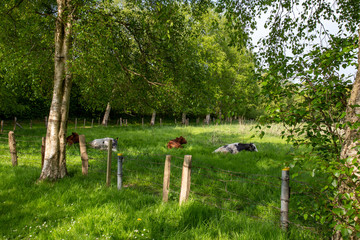 Fototapeta na wymiar Liegende Kühe im Schatten im grünen Gras.