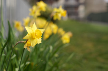 A close up view of daffodil flower. Row of daffodils. First signs of spring. Selected focus. Blurry background.