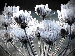 eiskristalle winter pflanzen