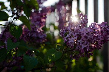 purple lilac flowers