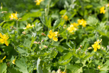 wildflowers in spring as background