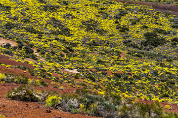 Der Frühling erwacht in der Lava-Landschaft auf Teneriffa