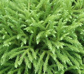 Globosa Nana Cryptomeria evergreen conifer shrub