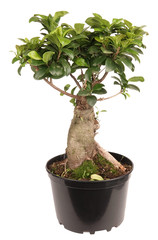 Ficus Ginseng small bonsai tree