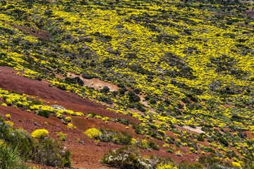 Der Frühling erwacht auf Teneriffa
