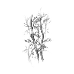 branch of a tree