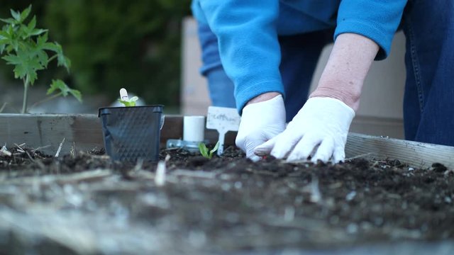Woman gardener planting a tomato seedling in a raised flower bed using a trowel in the backyard garden. Organic homegrown produce.