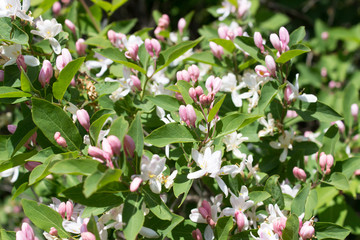 wildflowers in spring as background