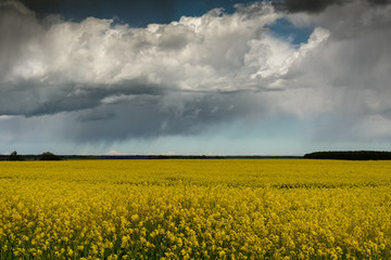 Beautiful canola field.