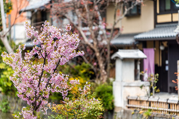 Fototapeta na wymiar Kyoto kiyamachi-dori neighborhood street in spring with Takase river canal water in Japan with sakura cherry blossom petals flowers