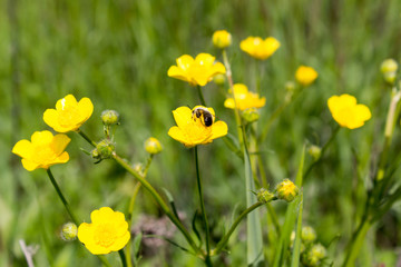 Obraz premium wildflowers in spring as background