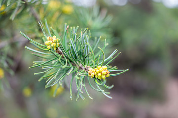 Macro closeup of pine cones pollen and needles on tree branch with forest in blurry blurred background