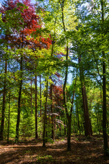 Forest scene with green and red beech trees
