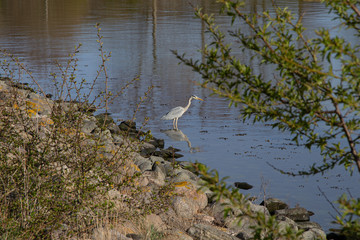 Fischreiher an der Schlei
