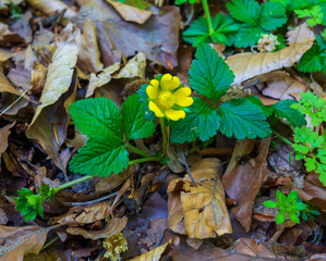 Close up of flowering barren strawberry (Waldsteinia ternata)
