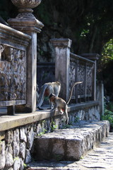 Singes d'un temple à Battambang, Cambodge	