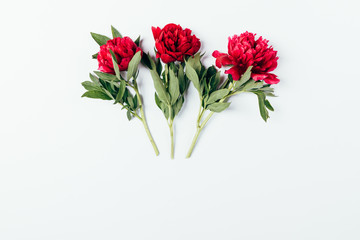 Three blooming pink peony flowers with green leaves on white background
