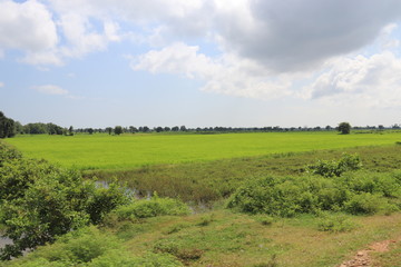 Fototapeta na wymiar Rizière à Battambang, Cambodge