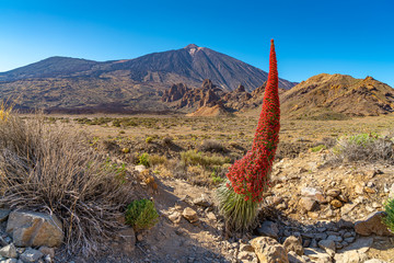 Natternkopf-Blüte im Krater des Teide-Vulkans auf Teneriffa