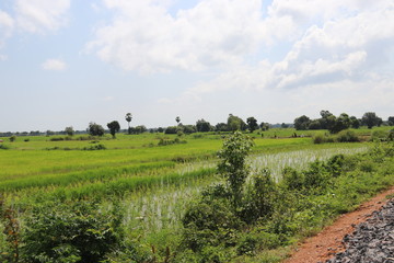Rizi&egrave;re &agrave; Battambang, Cambodge