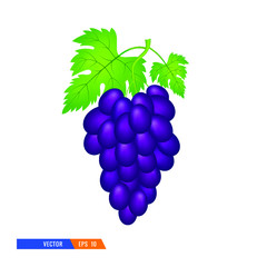Obraz premium Vector Illustration of Dark blue grape with leaves isolated on a white background