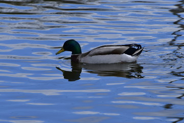 duck on the water