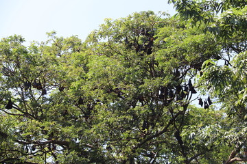Chauve-souris dans un arbre à Battambang, Cambodge