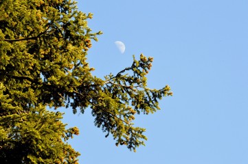 Walk to the moon