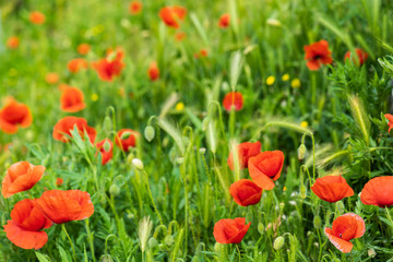Fototapeta premium poppies are happy to wave in the wind in thenitalian countryside