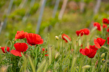 Fototapeta na wymiar poppies are happy to wave in the wind in thenitalian countryside