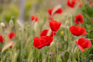poppies are happy to wave in the wind in thenitalian countryside