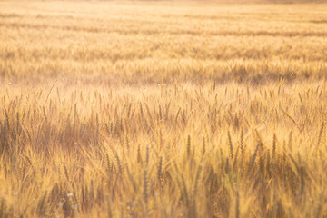 Fototapeta premium Campo de cereales al amanecer con luz dorada