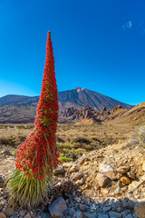 Ein Natternkopf blüht im Krater des Teide-Vulkans © zauberblicke