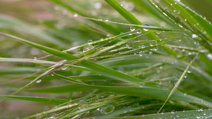 Fototapeta na wymiar Green grass with drops of dew and rain 