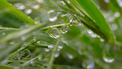 Fototapeta na wymiar Green grass with raindrops, summer outdoors. 