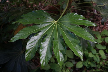 ヤツデの葉