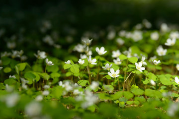 Oxalis articulata or acetosella. Medicinal wild blossoming wood sorrel herb. Grass with white, pink or yellow flowers growing in the forest or glade. Healthy plant used as food and drink ingredient.