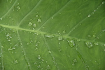 Green leaf having rain drops after a heavy rain