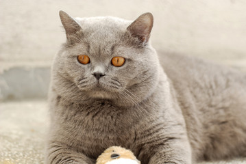 Fluffy grey cat